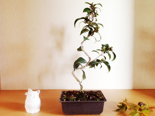 紺侘助「こんわびすけ」（ヤブ椿）常緑樹 盆栽